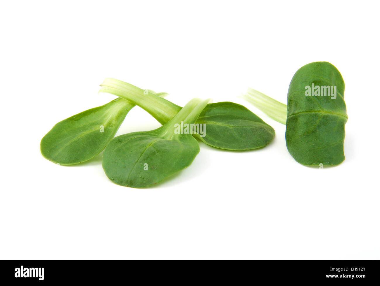 Vier Blätter der Feldsalat auf weißem Hintergrund Stockfoto