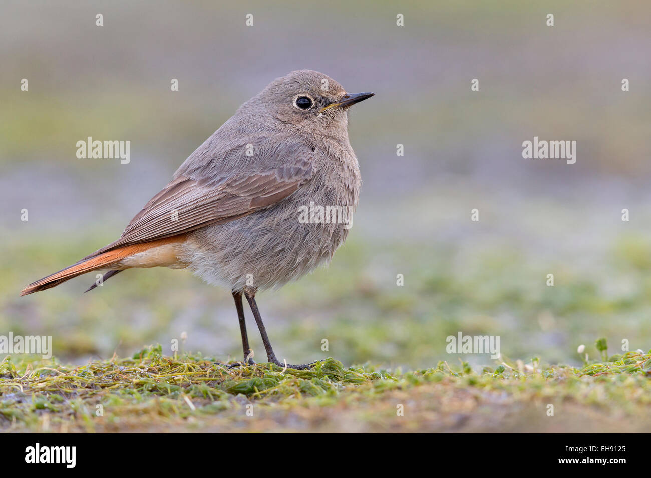 Black Redstart, Kampanien, Italien (Phoenicurus Ochruros) Stockfoto