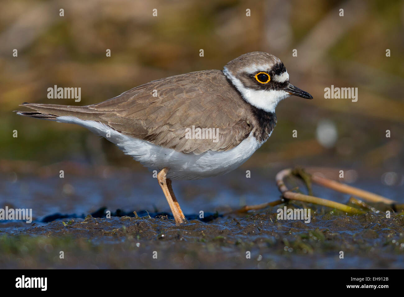 Flussregenpfeifer; Charadrius Dubius; Stockfoto