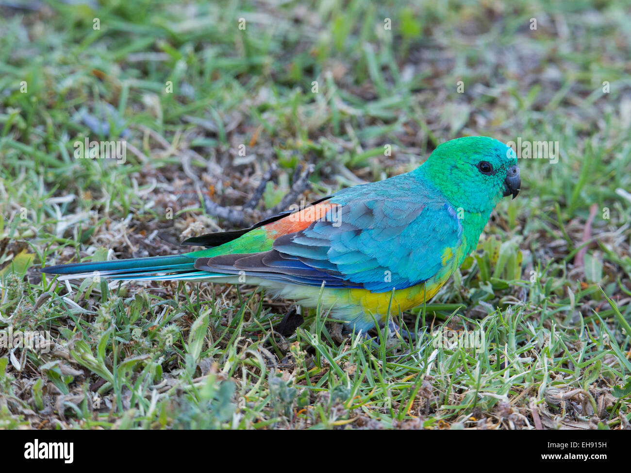 Männliche Red rumped Papagei (Psephotus Haematonotus), Australien Stockfoto