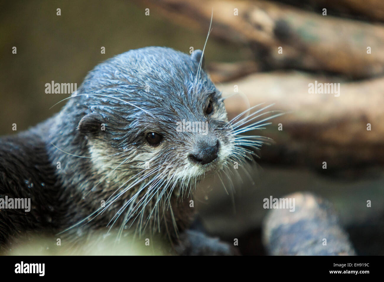 Orientalische kleine krallte otter Stockfoto