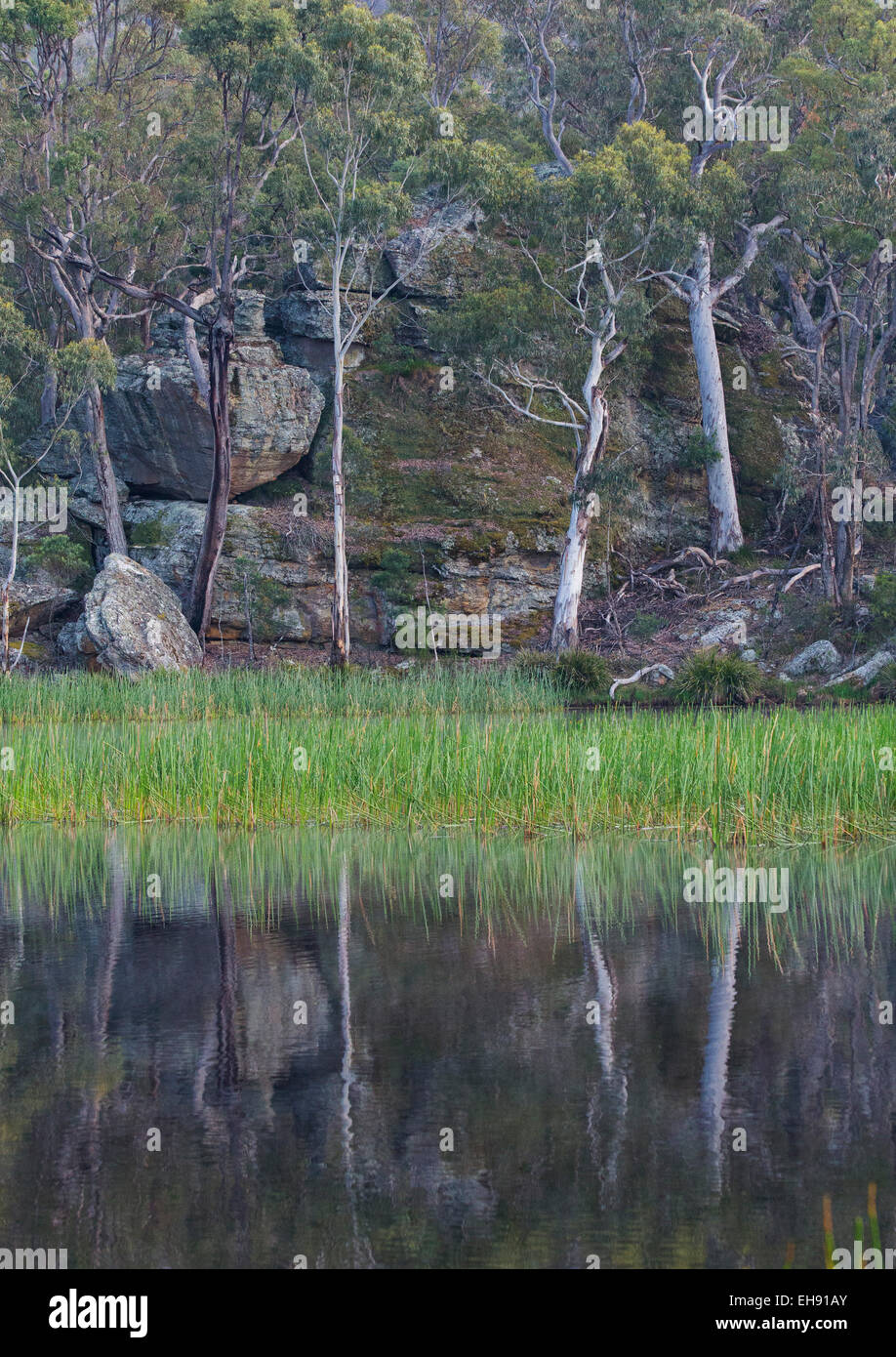 Reflexionen von Eukalyptus Wald und Sandstein Felsen am Rande der Dunns Sumpf, Wollemi National Park, Australien Stockfoto