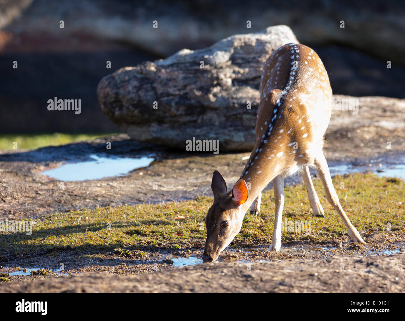 Chital oder Spotted Hirsch (Axis Axis), Sri Lanka Stockfoto