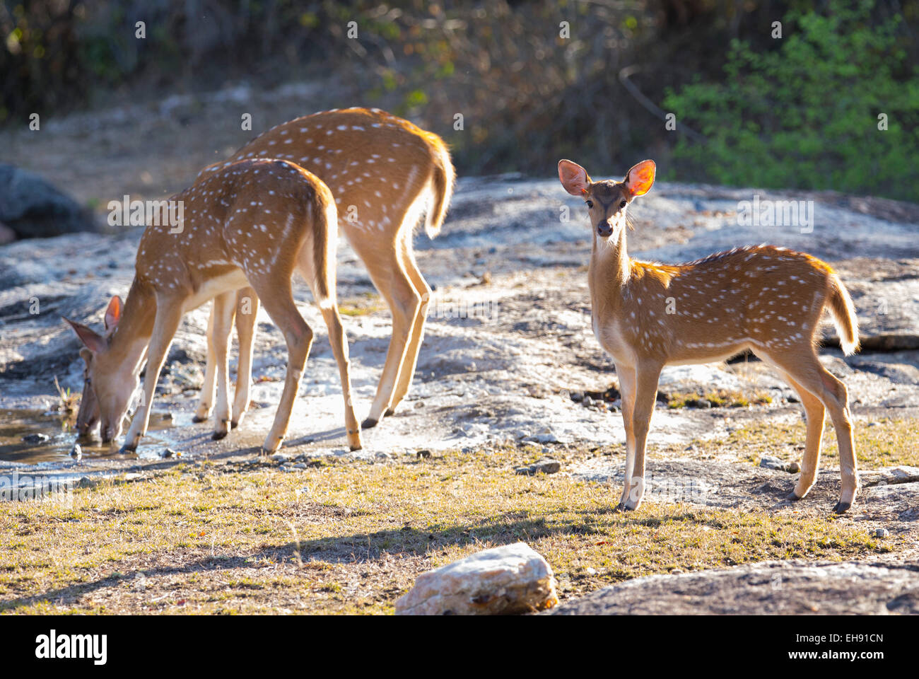 Chital oder Spotted Hirsch (Achse-Achse) in Yala Nationalpark in Sri Lanka Stockfoto