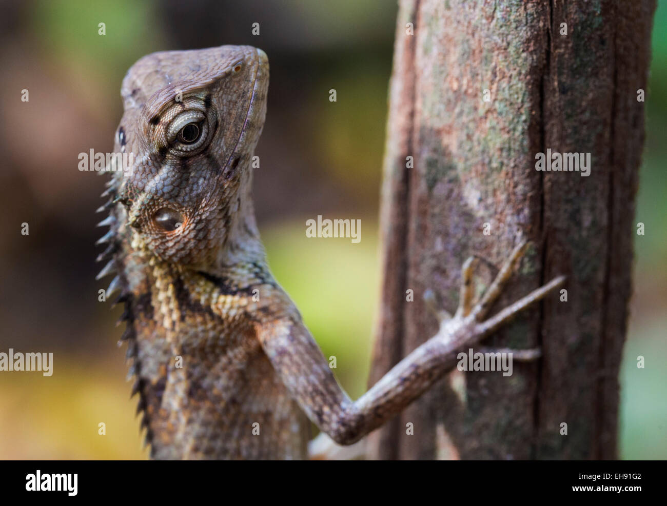 Female Oriental Garden Lizard (Calotes versicolor), Yala-Nationalpark, Sri Lanka Stockfoto