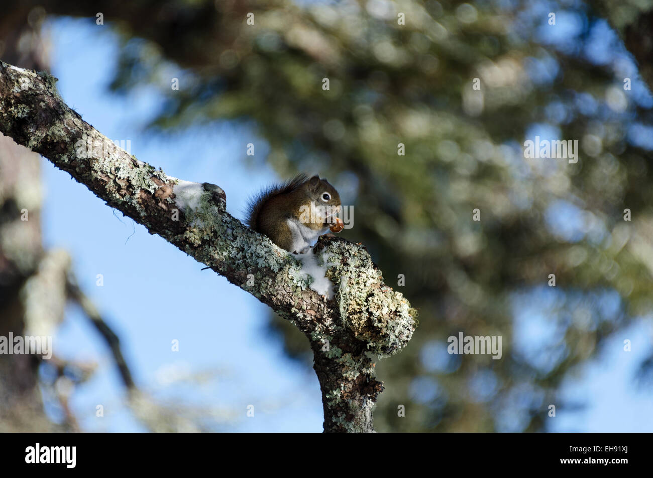 Ein Amerikanisches Rotes Eichhörnchen zieht eine Hagebutte aus seinem Cache in einem Tannenzweig. Stockfoto