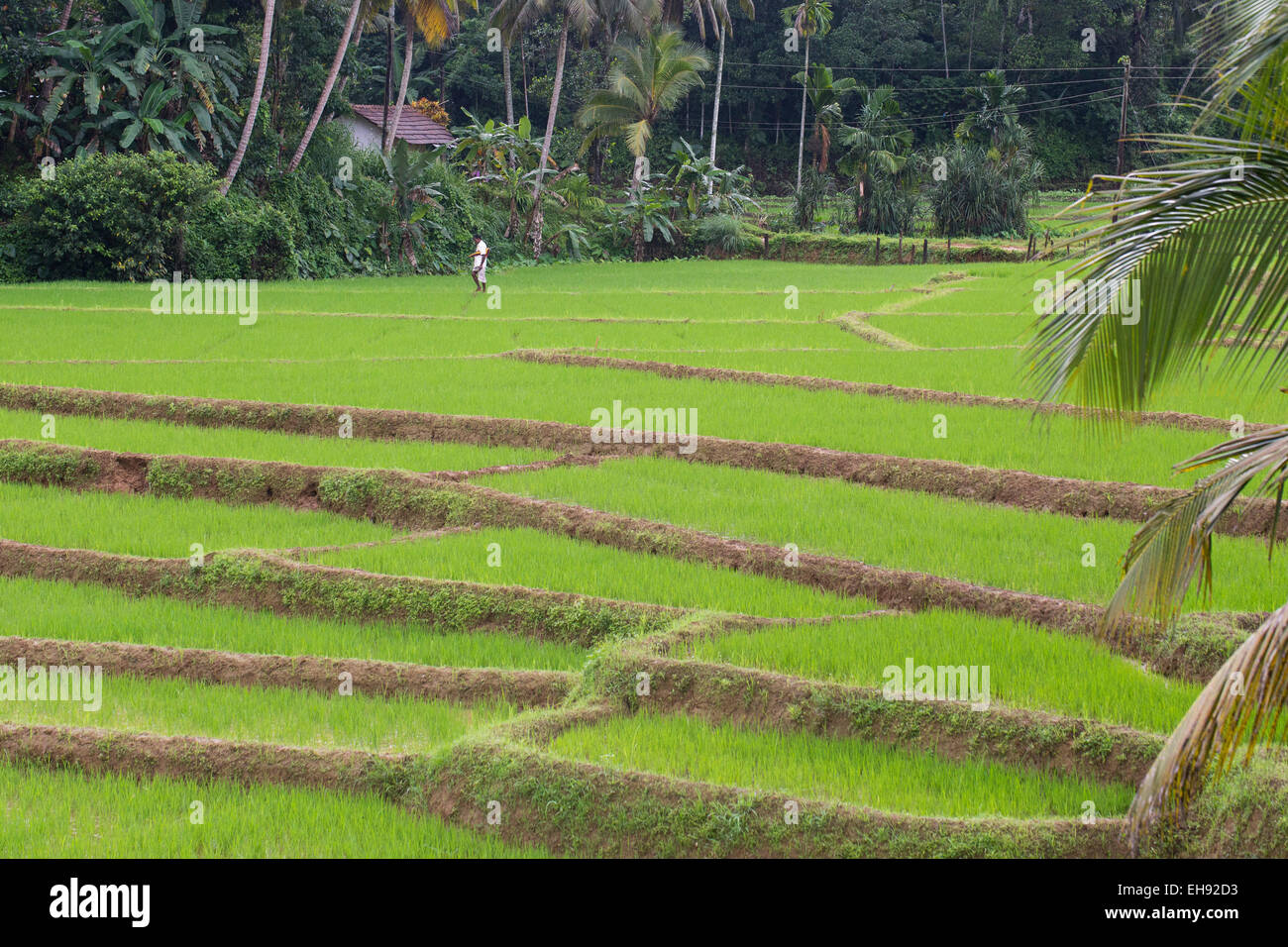 Reisfelder in Sri Lanka Stockfoto