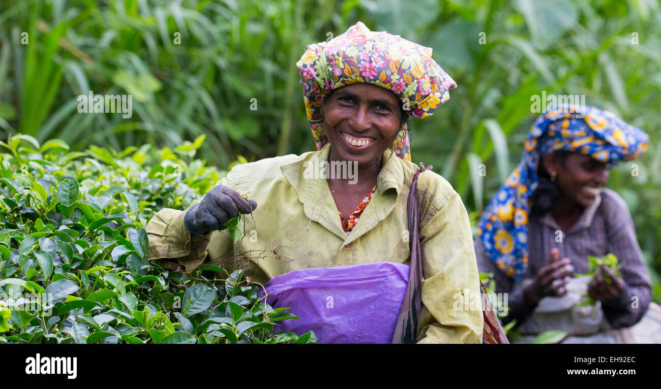 Lächelnde Frau Kommissionierung Tee in einer Teeplantage, Sri Lanka Stockfoto