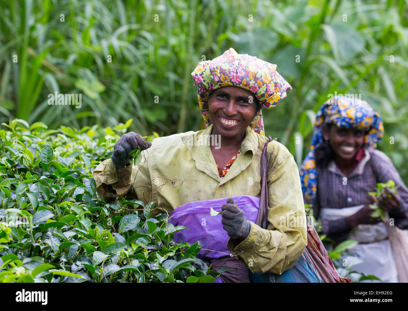 Lächelnde Frau Kommissionierung Tee in einer Teeplantage, Sri Lanka Stockfoto