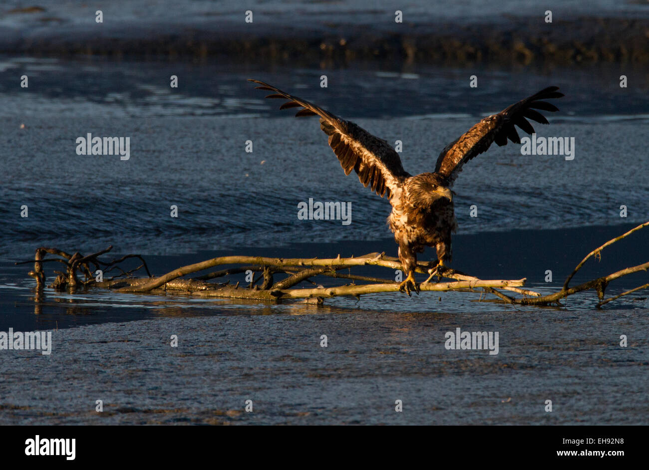 Junger Weißkopfseeadler (Haliaeetus leucocephalus) in der Dämmerung in Valdez, Alaska Stockfoto