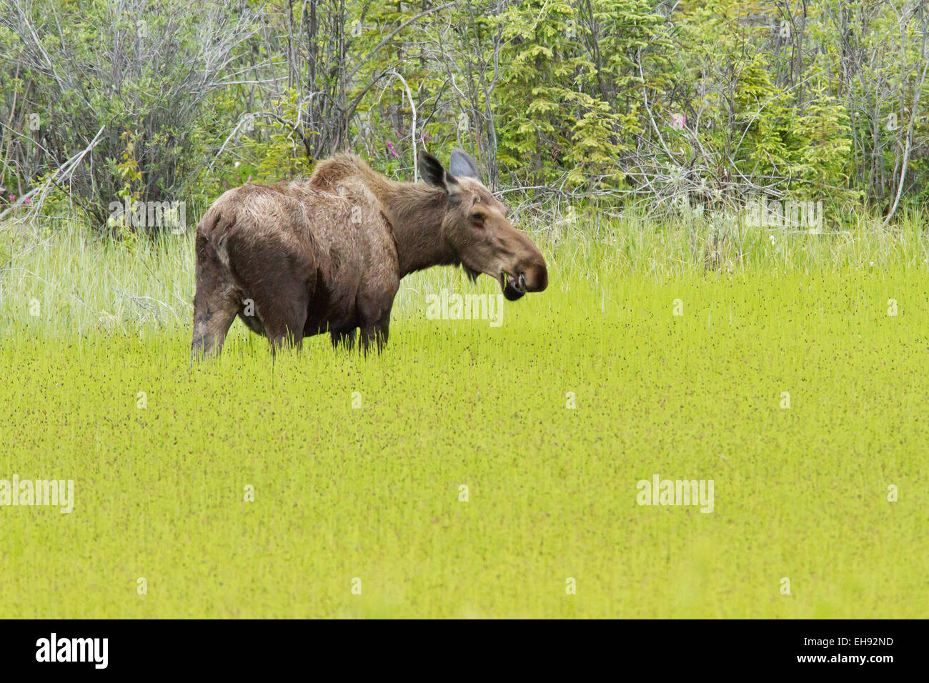 Elche (Alces americanus) entlang des Alaska Highway im Yukon Territory, Kanada Stockfoto