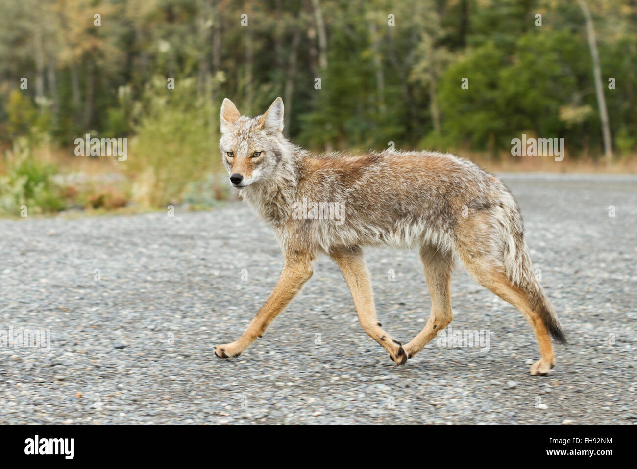 Kojote (Canis Latrans) in der Nähe von Haines Junction, Yukon Territorium, Kanada Stockfoto