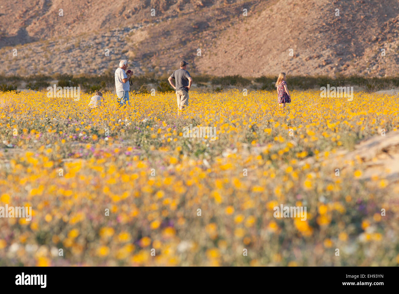 Familie genießen Wildblumenwiese in Henderson Canyon, Anza Borrego Desert State Park, Kalifornien Stockfoto