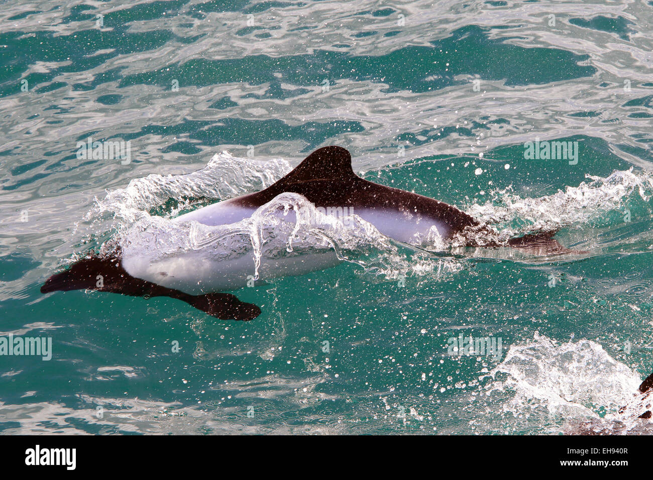 Commerson Dolphin's Oberflächen und zeigt seine Rückenflosse im südlichen Atlantik. Aka, Commerson, Commersons Stockfoto