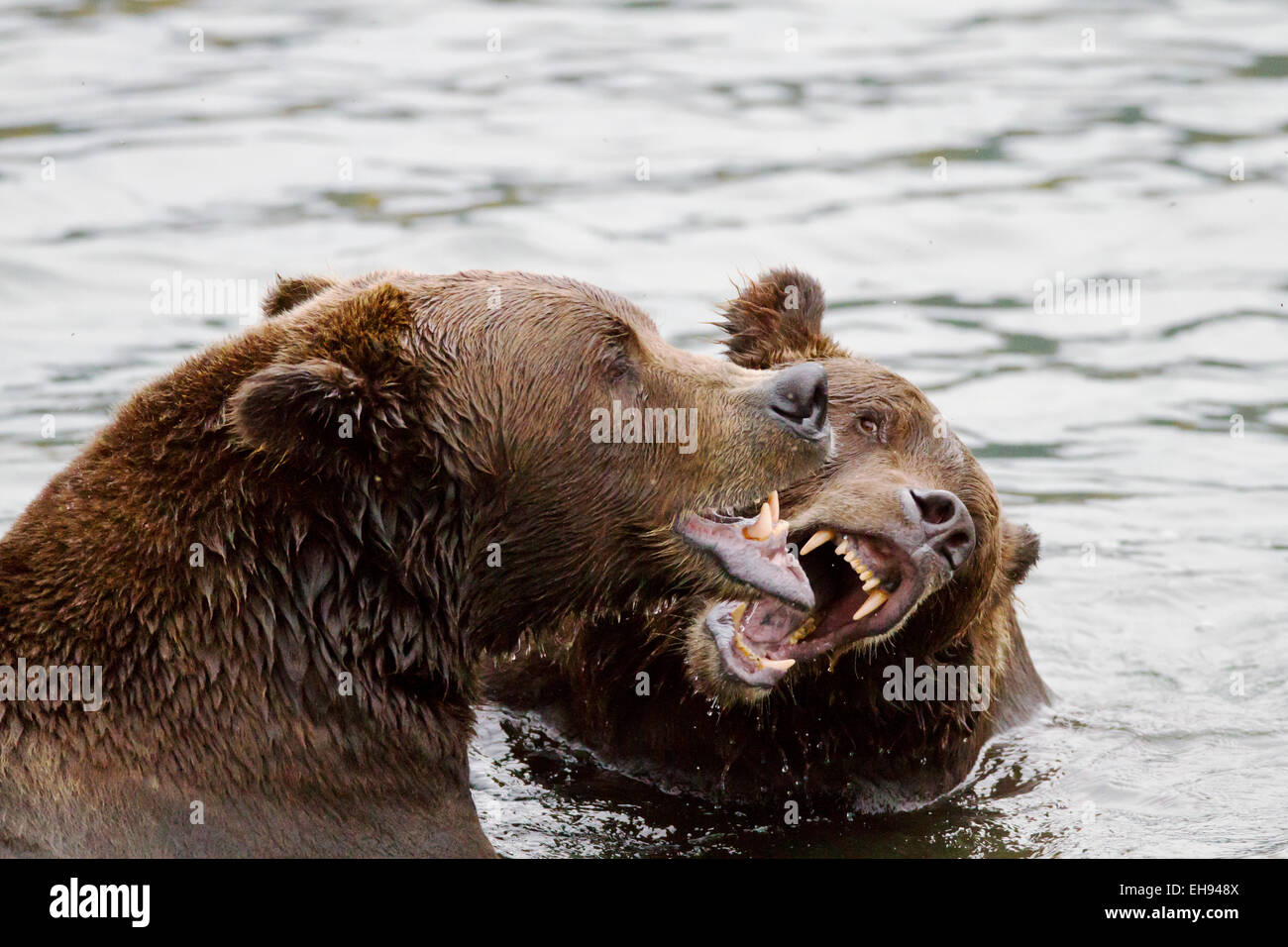 Coastal Braunbären (Ursus Arctos) in Katmai Nationalpark, Alaska Stockfoto