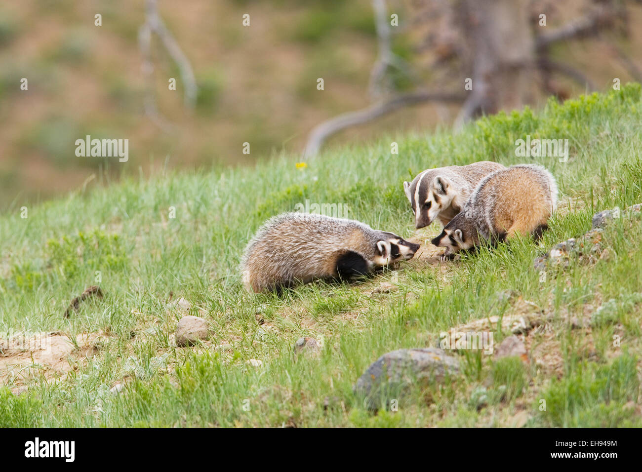 Amerikanischer Dachs (Taxidea Taxus) Mutter mit Kits im Yellowstone-Nationalpark, Wyoming Stockfoto