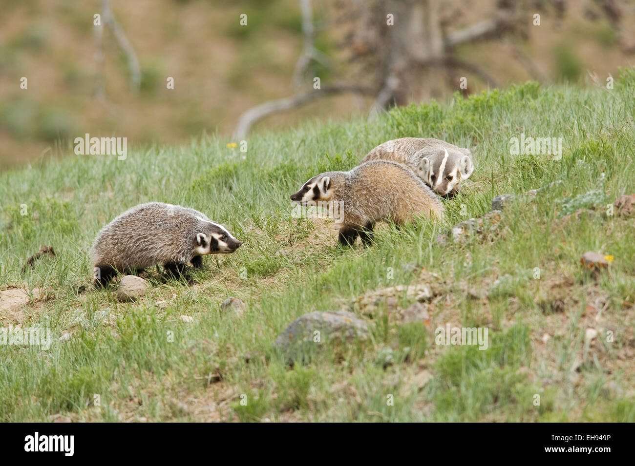 Amerikanischer Dachs (Taxidea Taxus) Mutter mit Kits im Yellowstone-Nationalpark, Wyoming Stockfoto