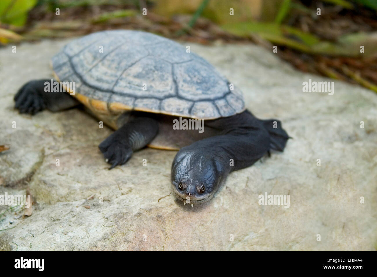 Captive Nördliche Schildkröte mit Schlangenhalsausschnitt (Chelodina oblonga) Stockfoto