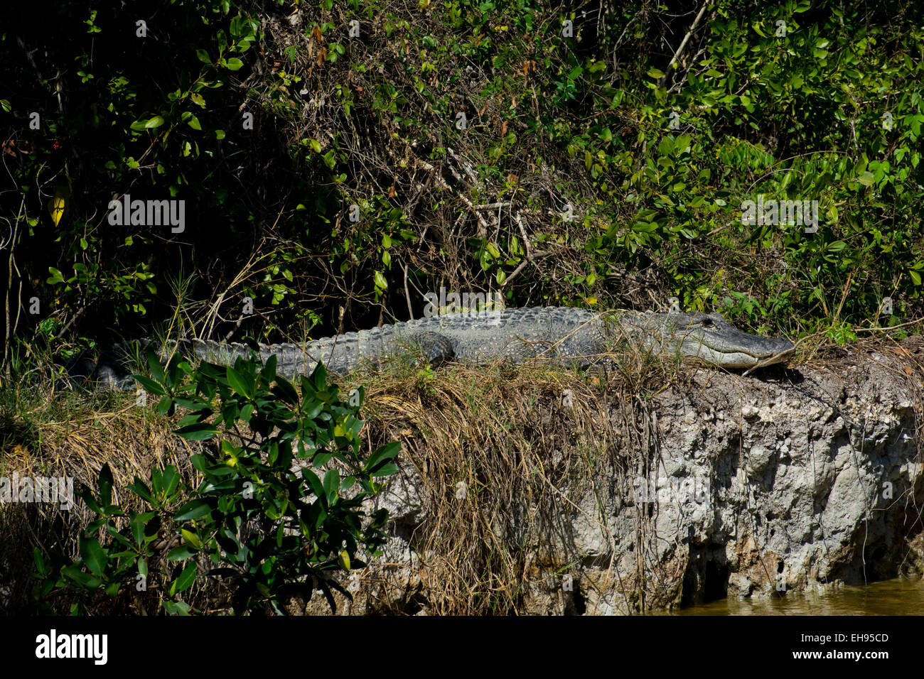 Ein amerikanischer Alligator am Ufer des Flusses in die Everglades. Stockfoto