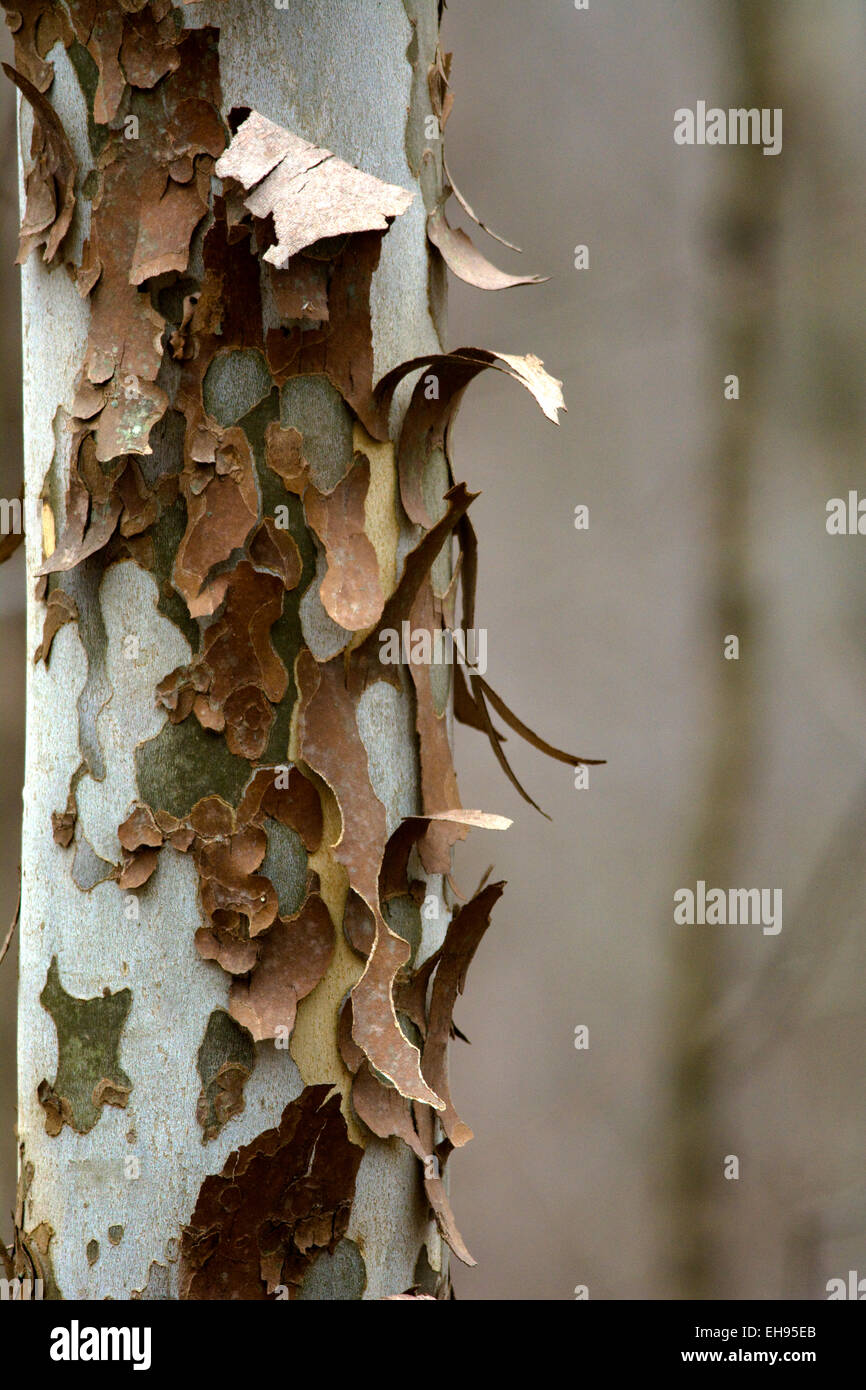 Sycamore Tree Bark Stockfotos Und Bilder Kaufen Alamy Sycamore Tree Bark Stockfotos Und Bilder Kaufen Alamy