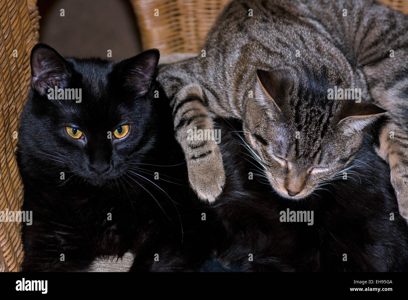 Gestreifte Katze schläft auf einem alert schwarze Katzen wieder in einem Korbstuhl. Stockfoto