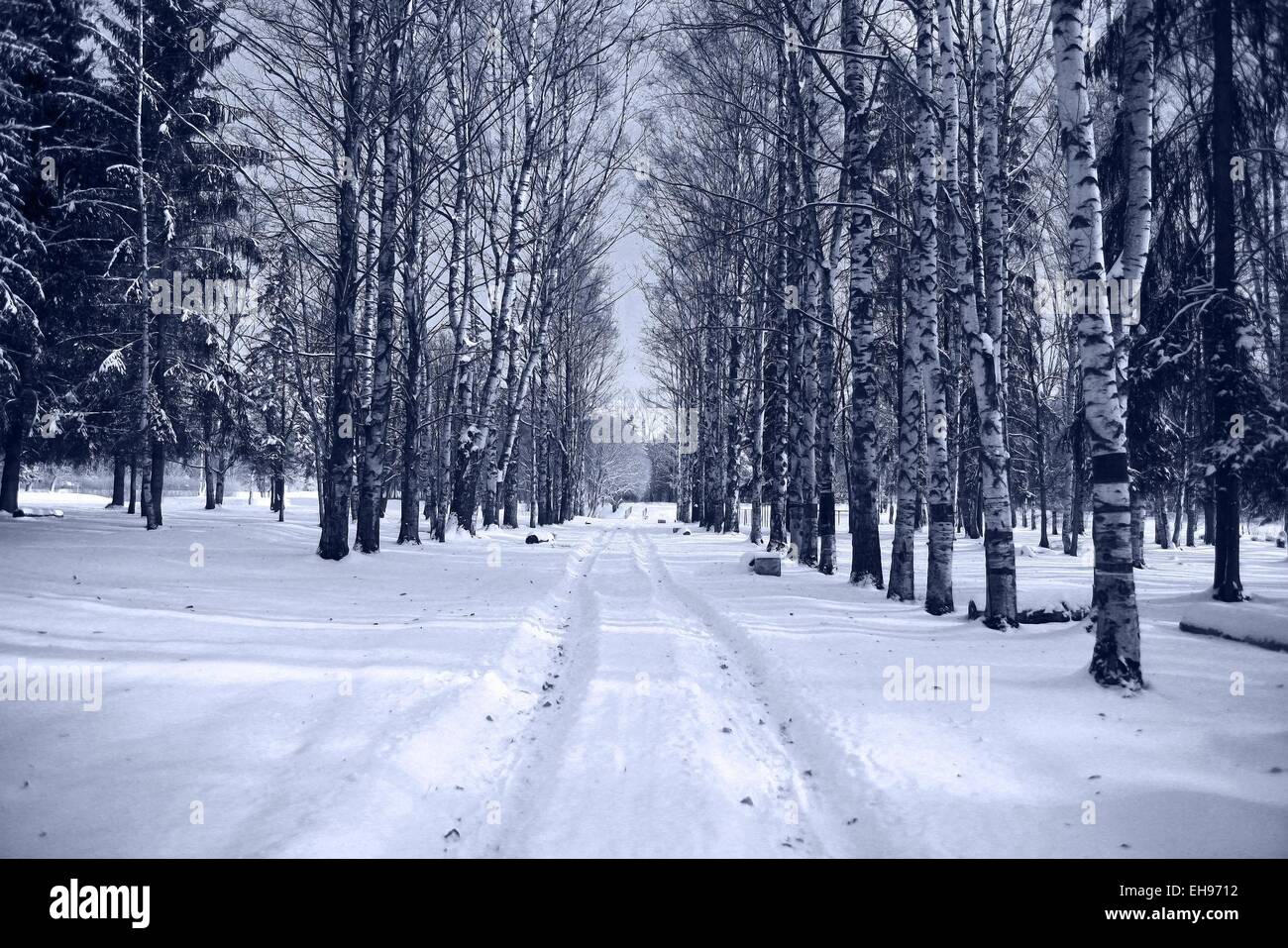 Winterdienst in verschneite Waldlandschaft Stockfoto