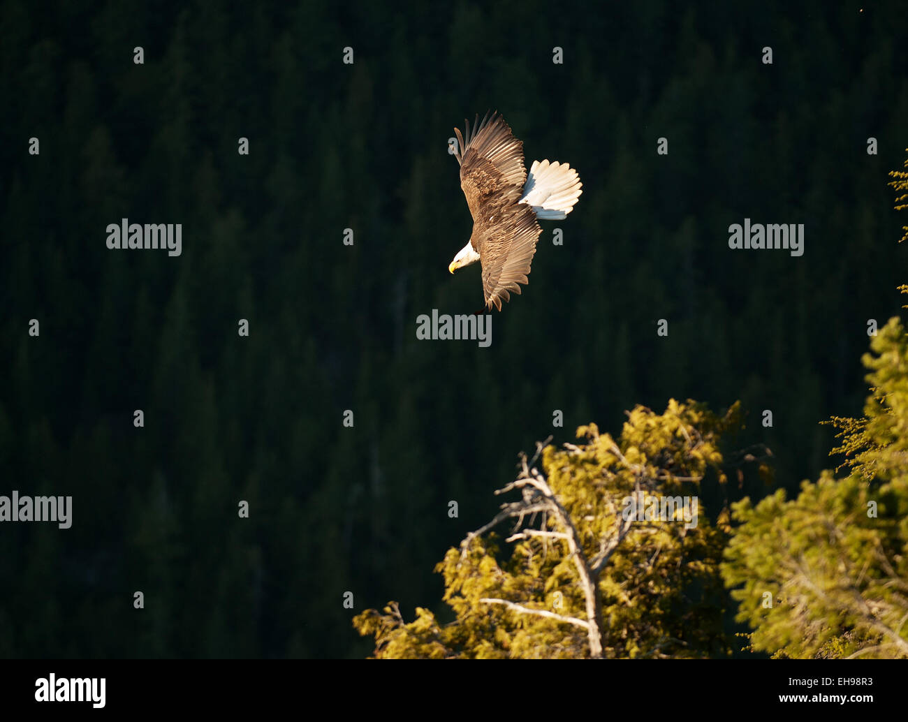 Ein Weißkopfseeadler fliegt vorbei an den Chief Suche.  Das Meer zum Himmel Gondel und Summit Lodge.  Squamish BC, Kanada. Stockfoto