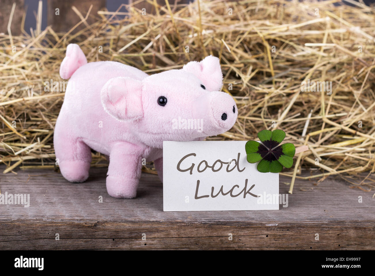 Glücksschwein mit Kleeblatt und Karte mit Text viel Glück Stockfoto