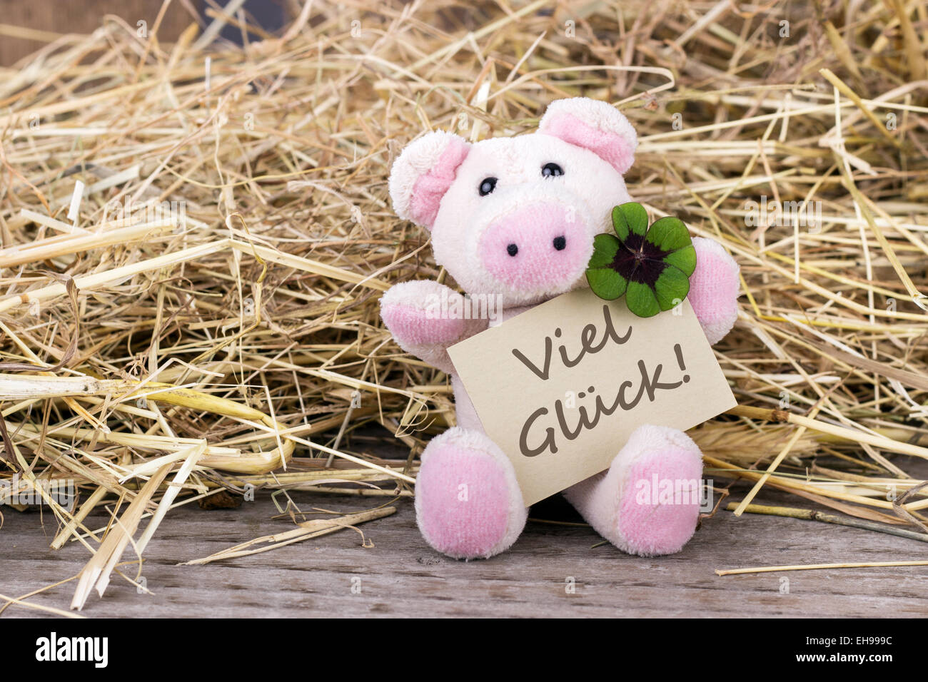 Glücksschwein mit Kleeblatt und Karte mit deutschem Text viel Glück Stockfoto