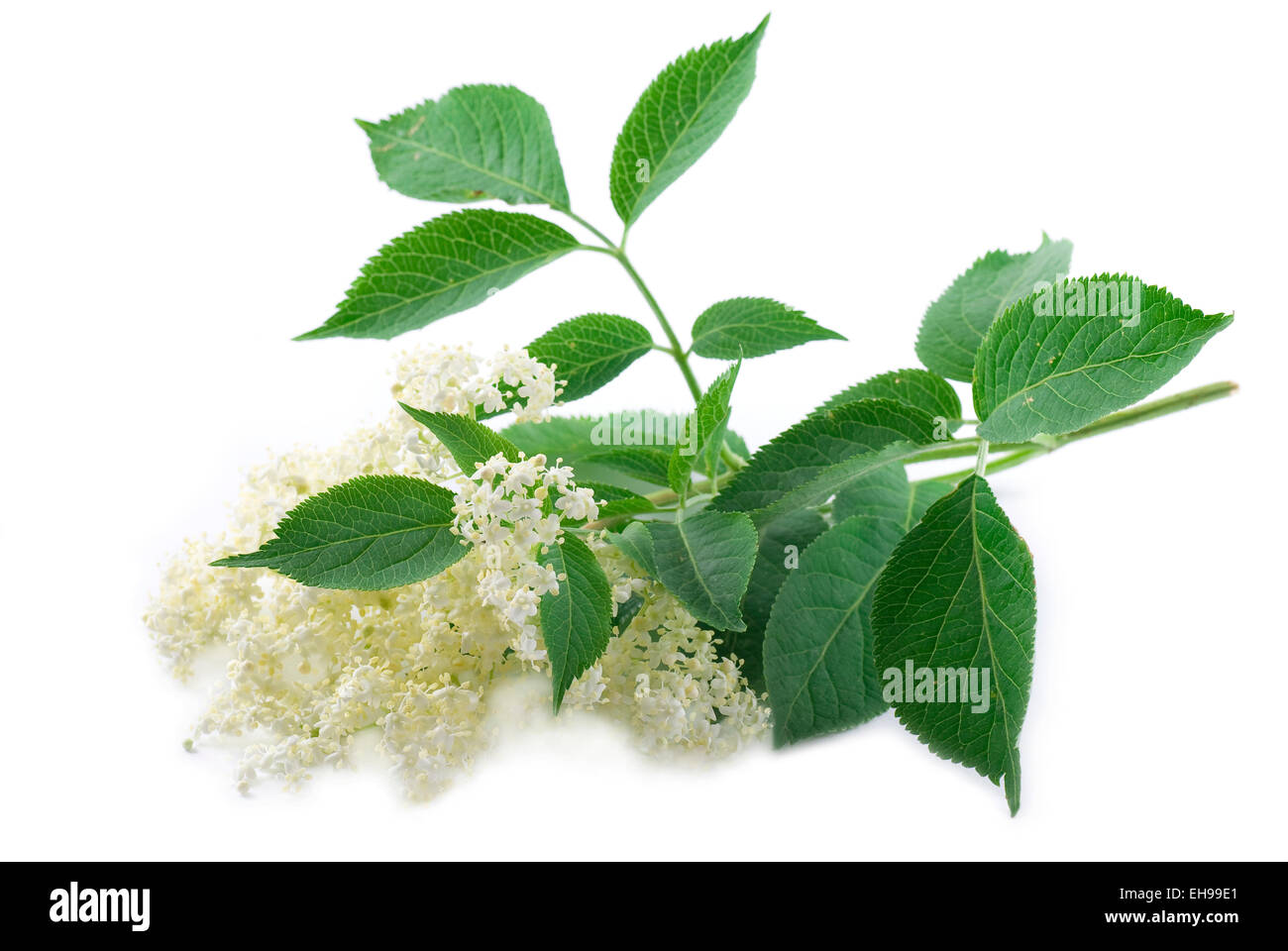 Holunderblüten-Filiale auf weißem Hintergrund. Stockfoto
