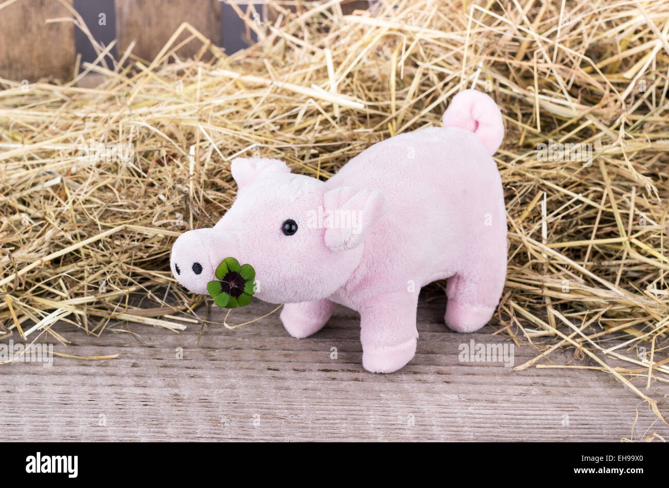 Glücksschwein mit Kleeblatt Stockfoto