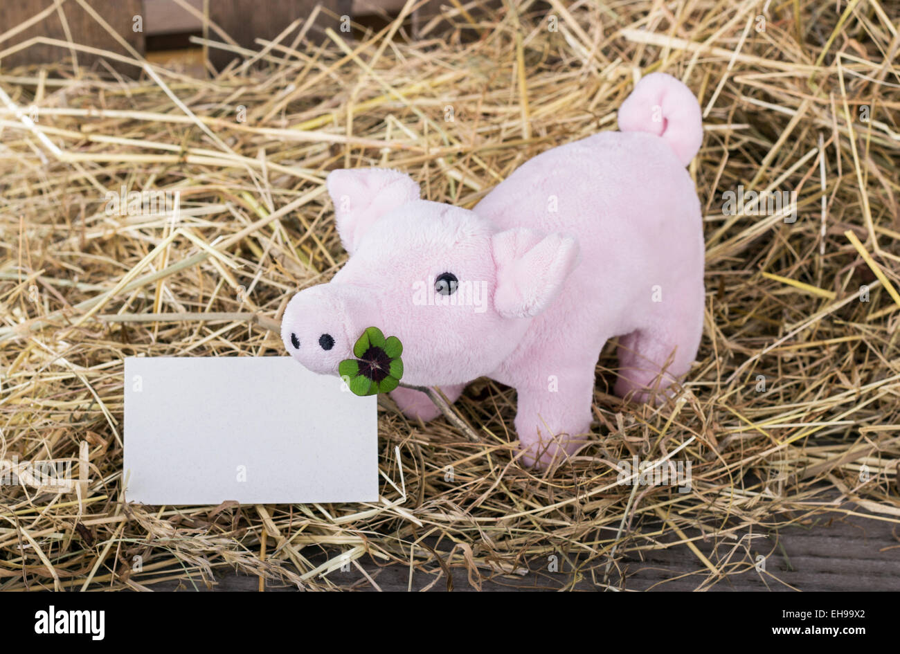 Glücksschwein mit Kleeblatt und Karte Stockfoto