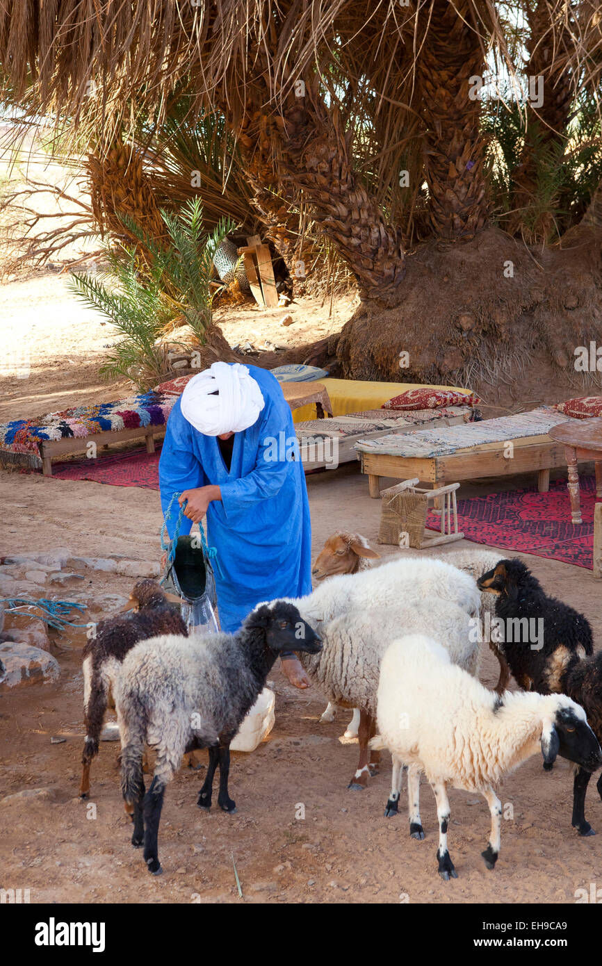 Oase in der Wüste Sahara Stockfoto
