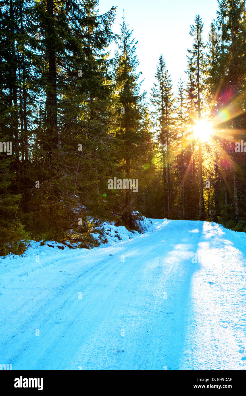 Verschneiten Pfad in einem Wald mit tiefstehende Sonne Stockfoto