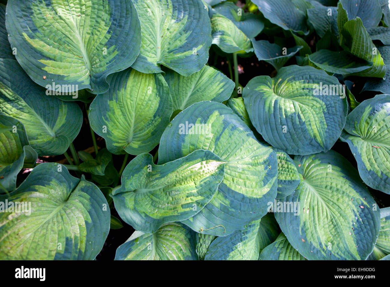 Hosta 'Color Glory' Pflanzen in einem schattigen Teil des Gartens Stockfoto