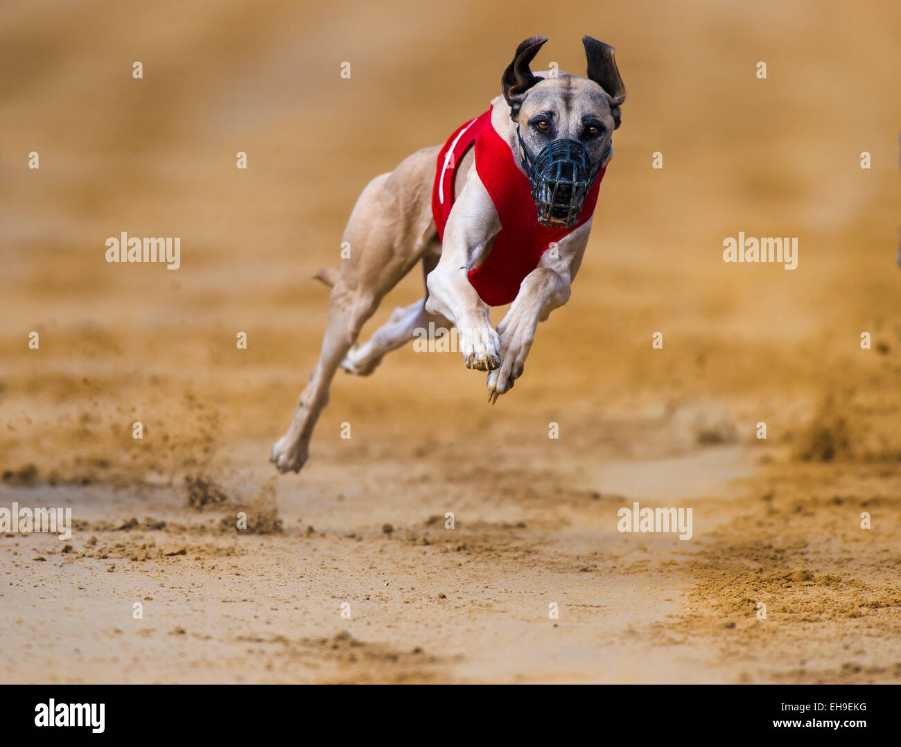 Windhund auf Sandweg, Stuttgart, Baden-Württemberg, Deutschland Stockfoto