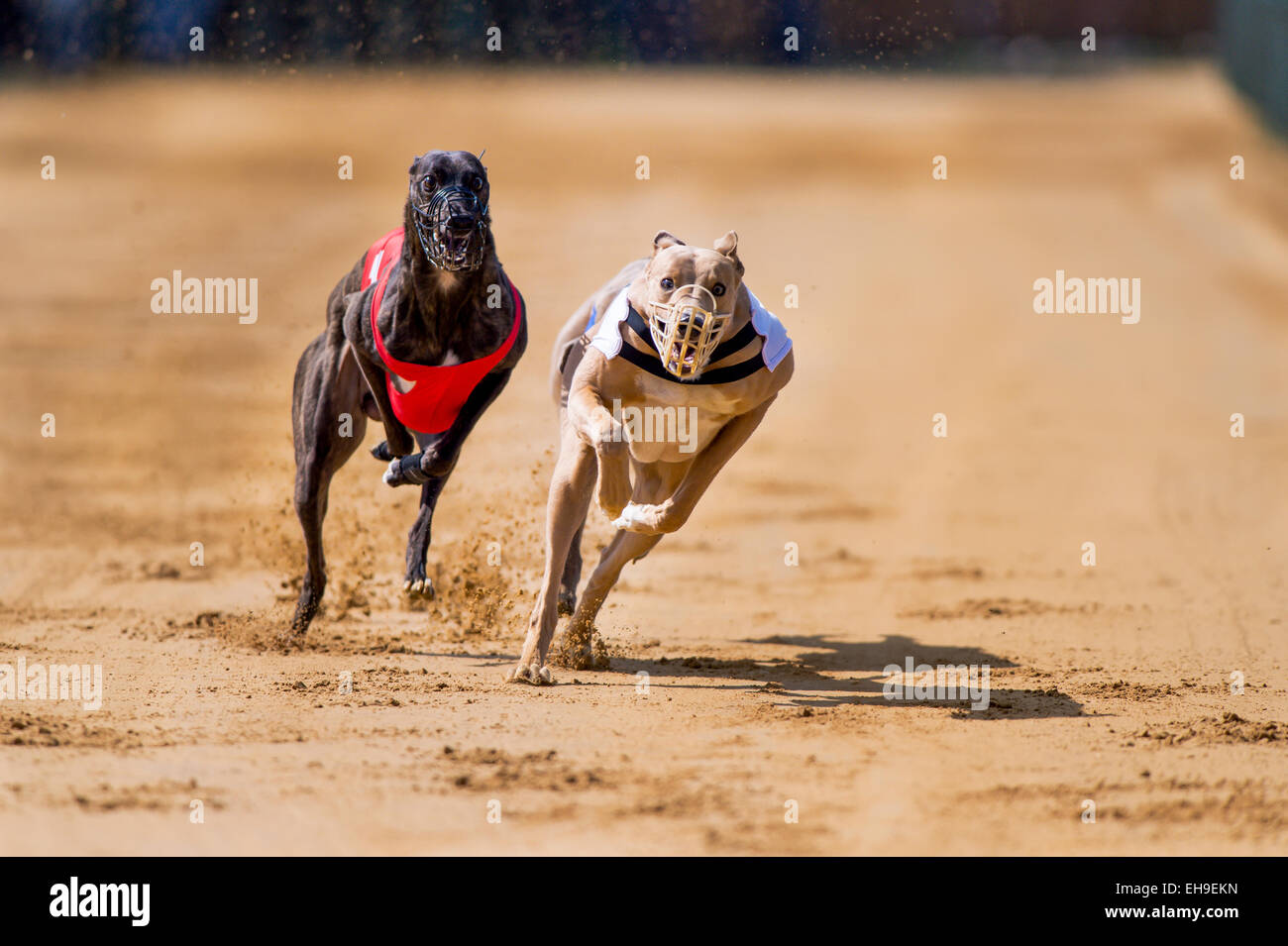 Windhunde am Sandweg, Stuttgart, Baden-Württemberg, Deutschland Stockfoto