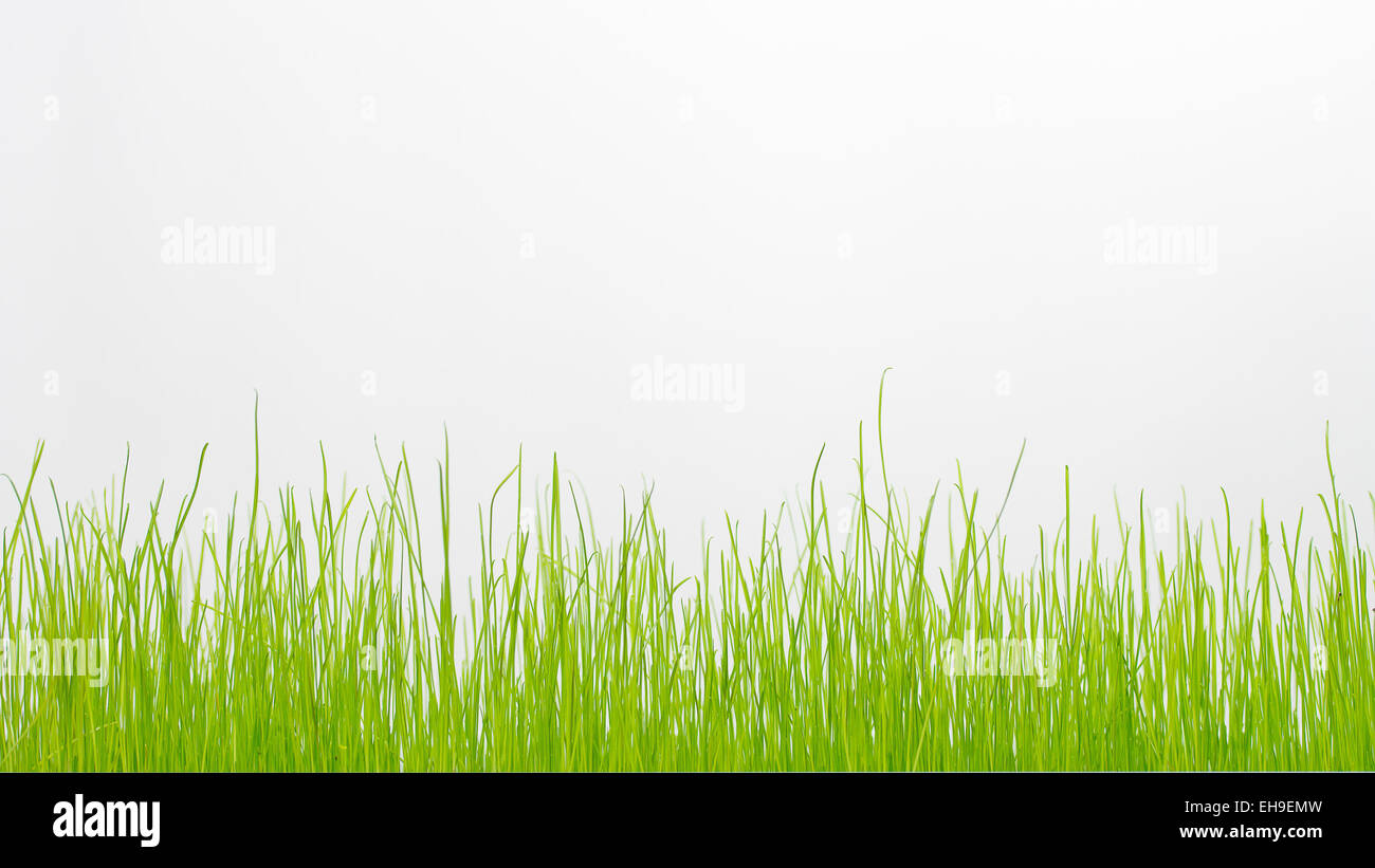 Grasgrün, isoliert auf weiss. Hintergrundbild Stockfoto