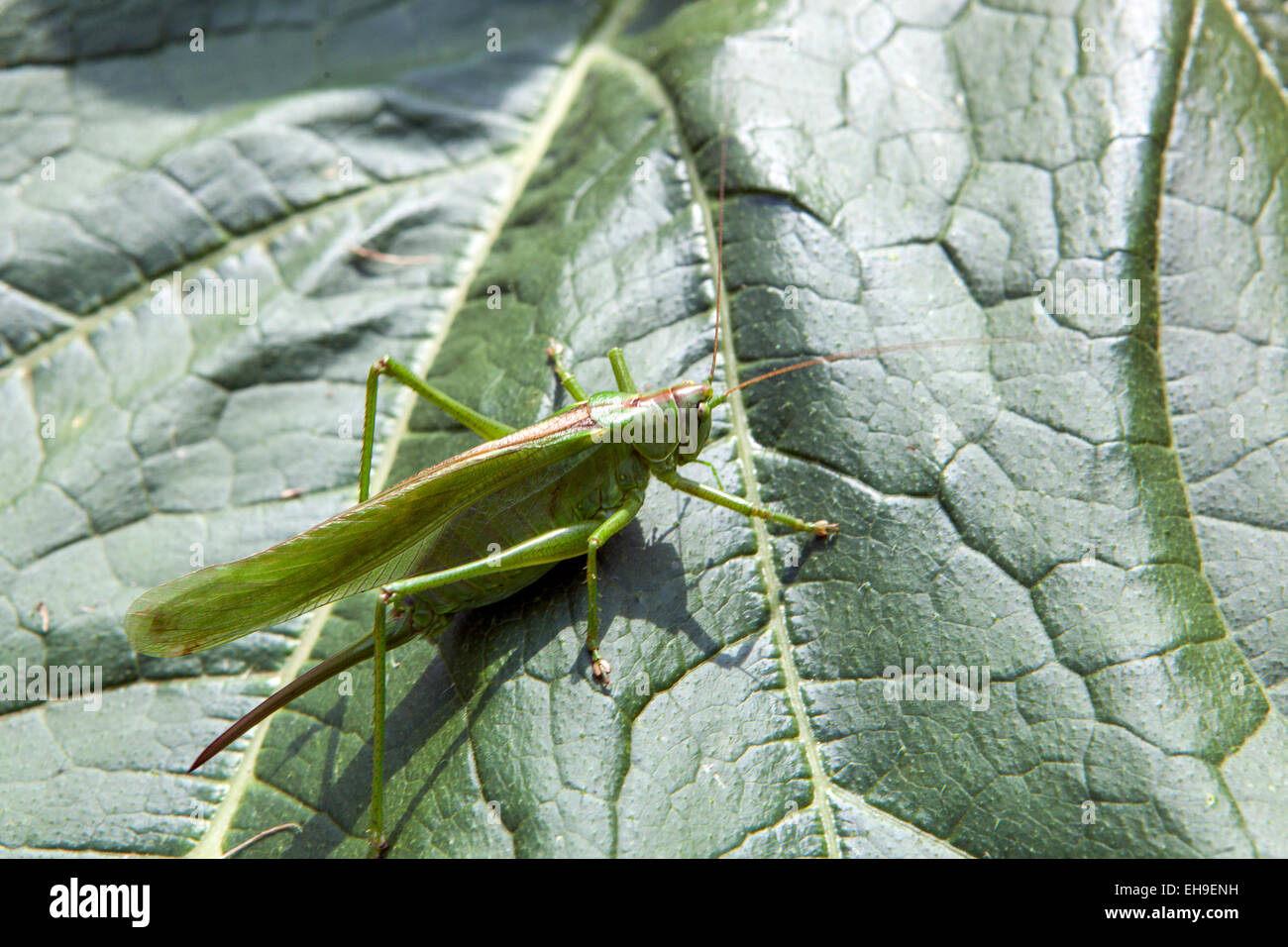 Große grüne Buschgrille Tettigonia viridissima on Leaf Insecect Wildlife Nature Langhörner Heuschrecken Locust weibliche Buschgrille Katydid Stockfoto
