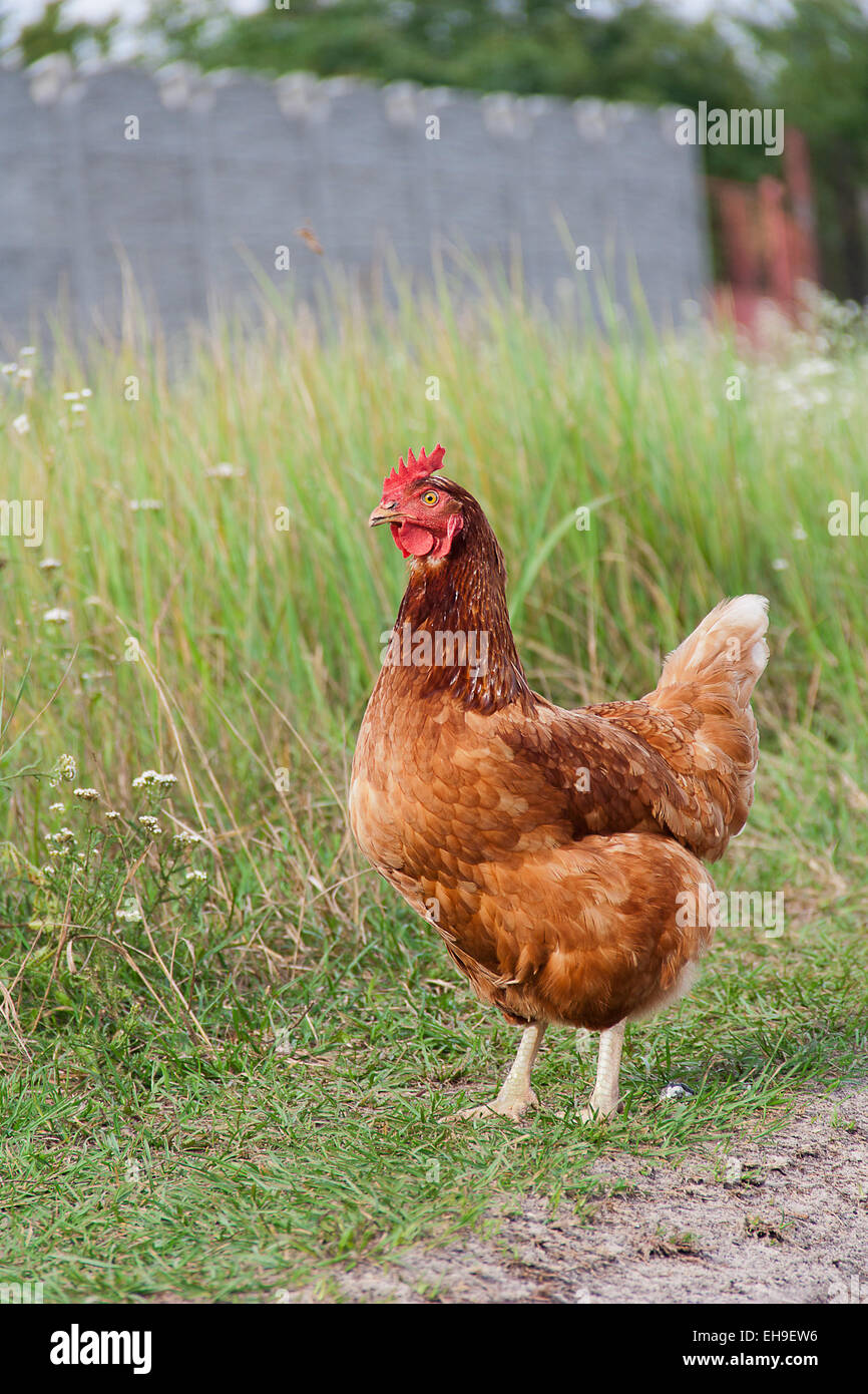 Rotes Huhn zu Fuß auf der Wiese Stockfoto