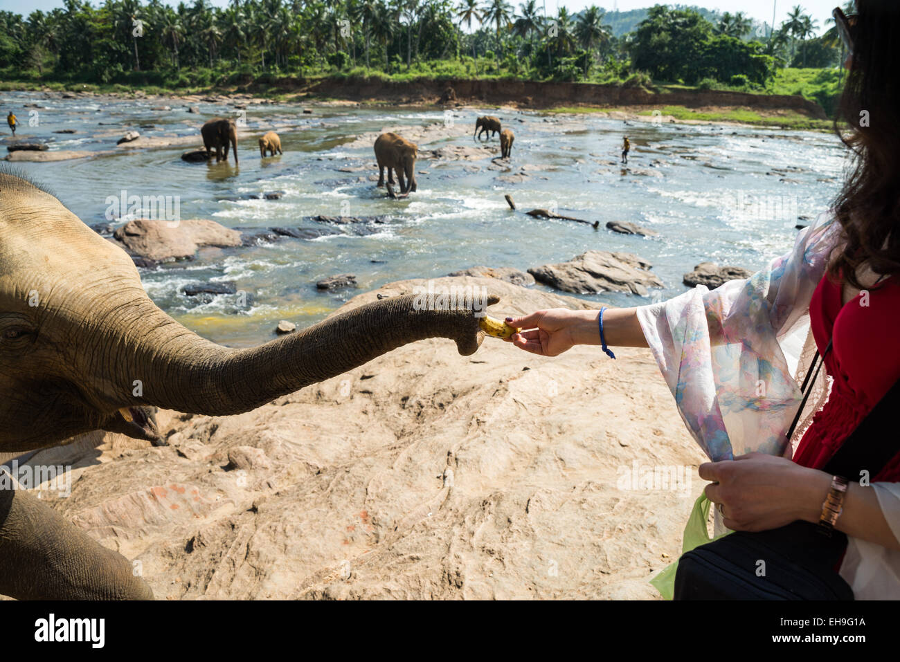 Asiatische Elefanten mit Frau, Pinnawala Elephant Orphanage, Kegalle, Sri Lanka Stockfoto