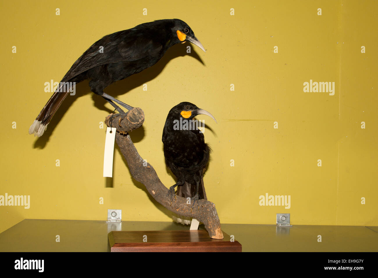 Diese Huias bei Te Papa Nationalmuseum in Wellington in Neuseeland wurden die größten Vögel Neuseelands watscheln. Stockfoto