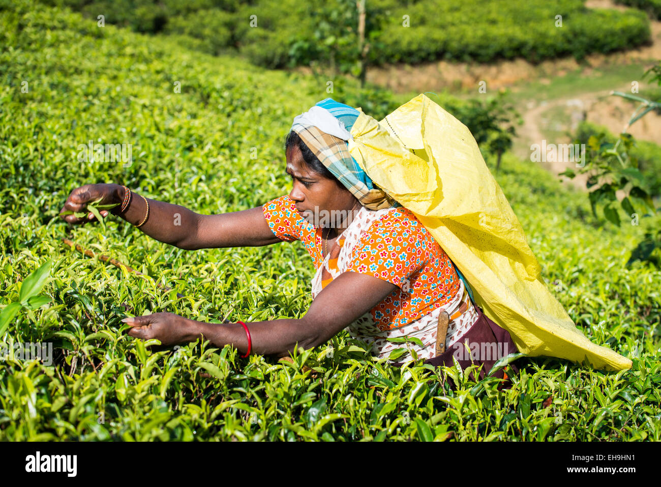 Tee, Kommissionierung, Tee-Plantage in der Nähe von Hatton, Central Province, Sri Lanka, Asien Stockfoto