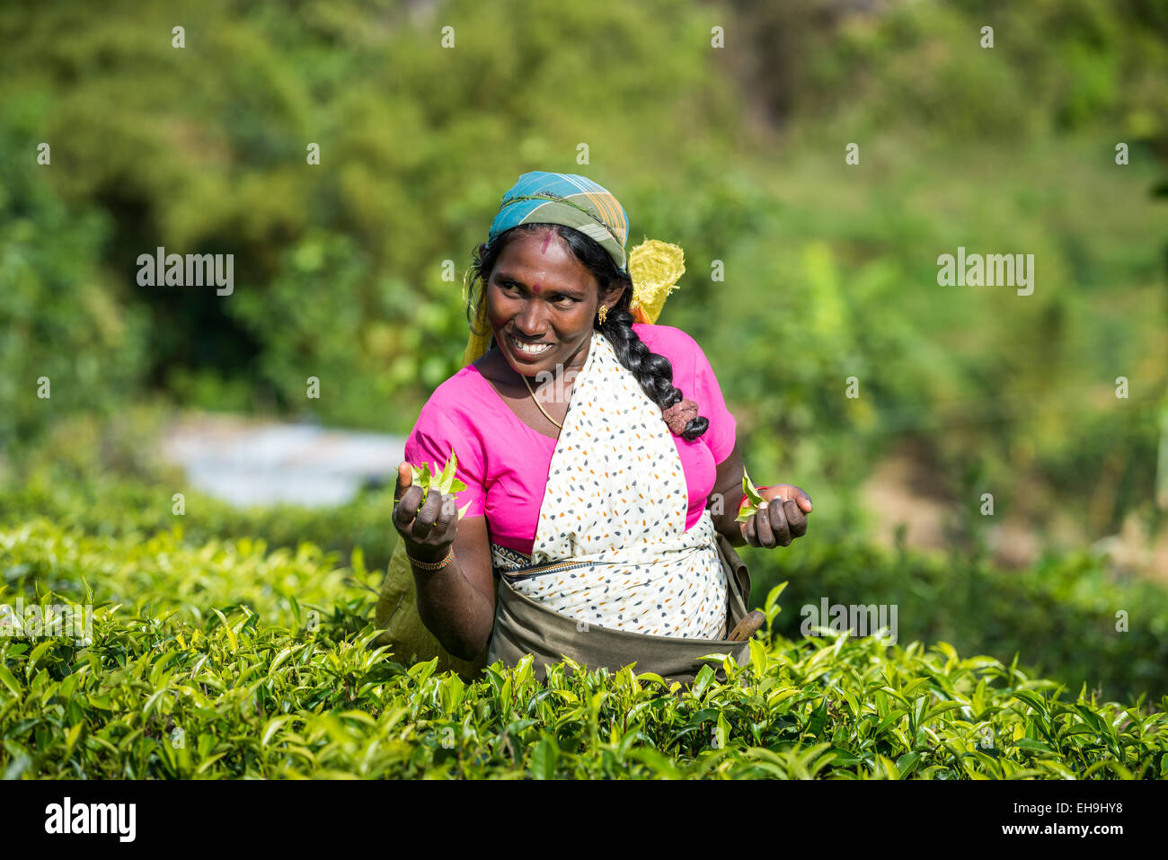 Tee, Kommissionierung, Tee-Plantage in der Nähe von Hatton, Central Province, Sri Lanka, Asien Stockfoto