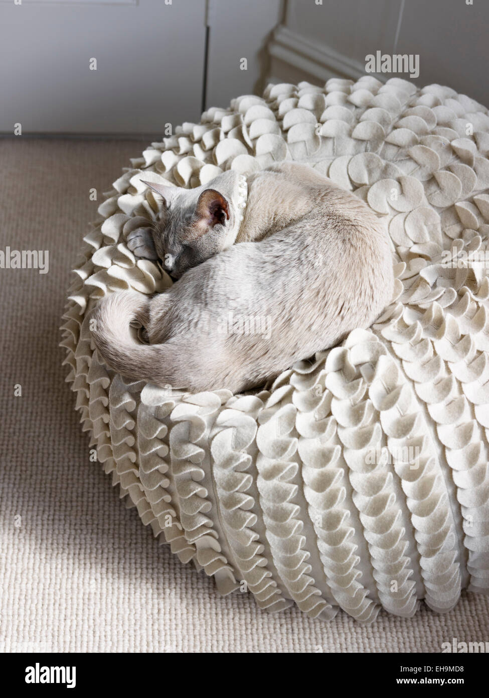Schlafende Katze, Wohnhaus, Port Hall Street, Brighton, East Sussex, UK Stockfoto