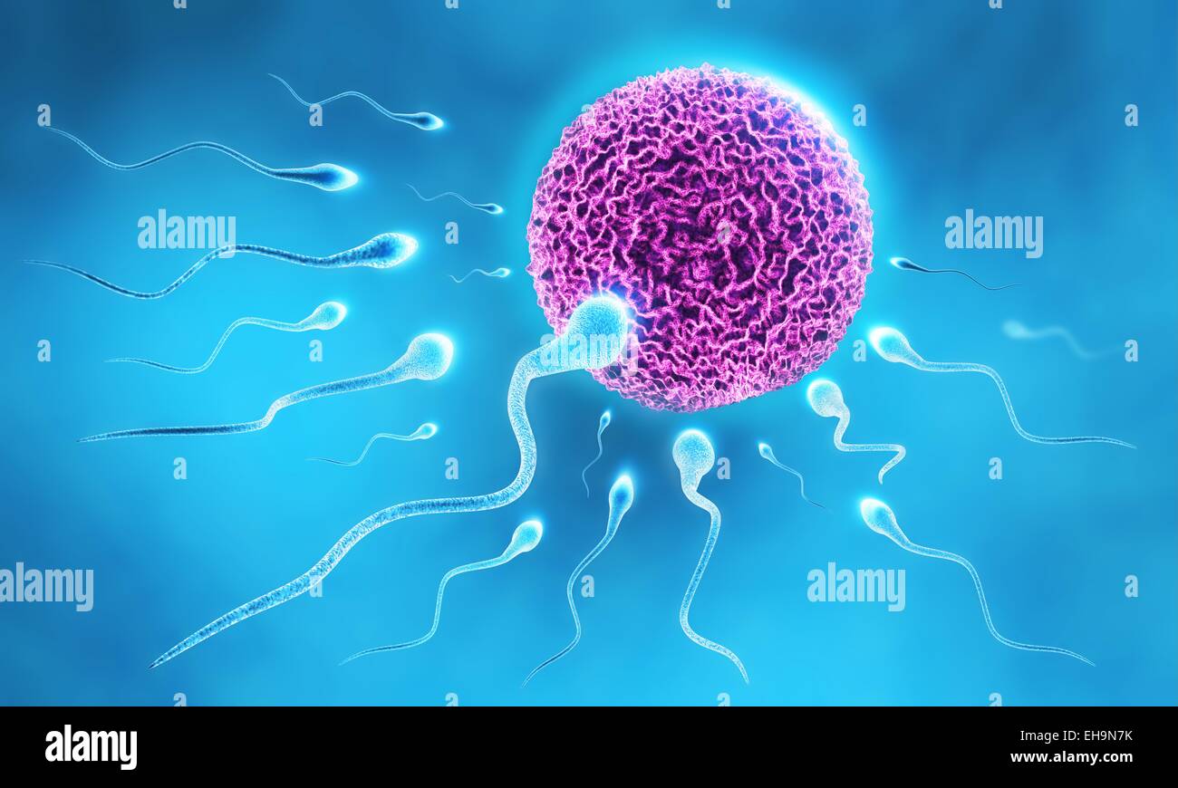 3d Abbildung Des Sperma Läuft Nach Dem Ei Stockfotografie Alamy 