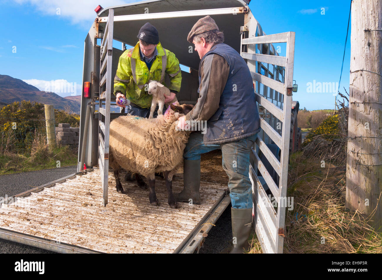 Ardara, County Donegal, Irland. 10. März 2015. Landwirt Joseph Dunleavy (rechts) und sein Sohn James markieren Sie Schafe und Lämmer mit ihrer Dachmarke Frühling, da sie stieß zum ersten Mal in diesem Jahr Rasen. Schlechtes Wetter hat zuvor Vieh in Ställen gehalten. Bildnachweis: Richard Wayman/Alamy Live-Nachrichten Stockfoto