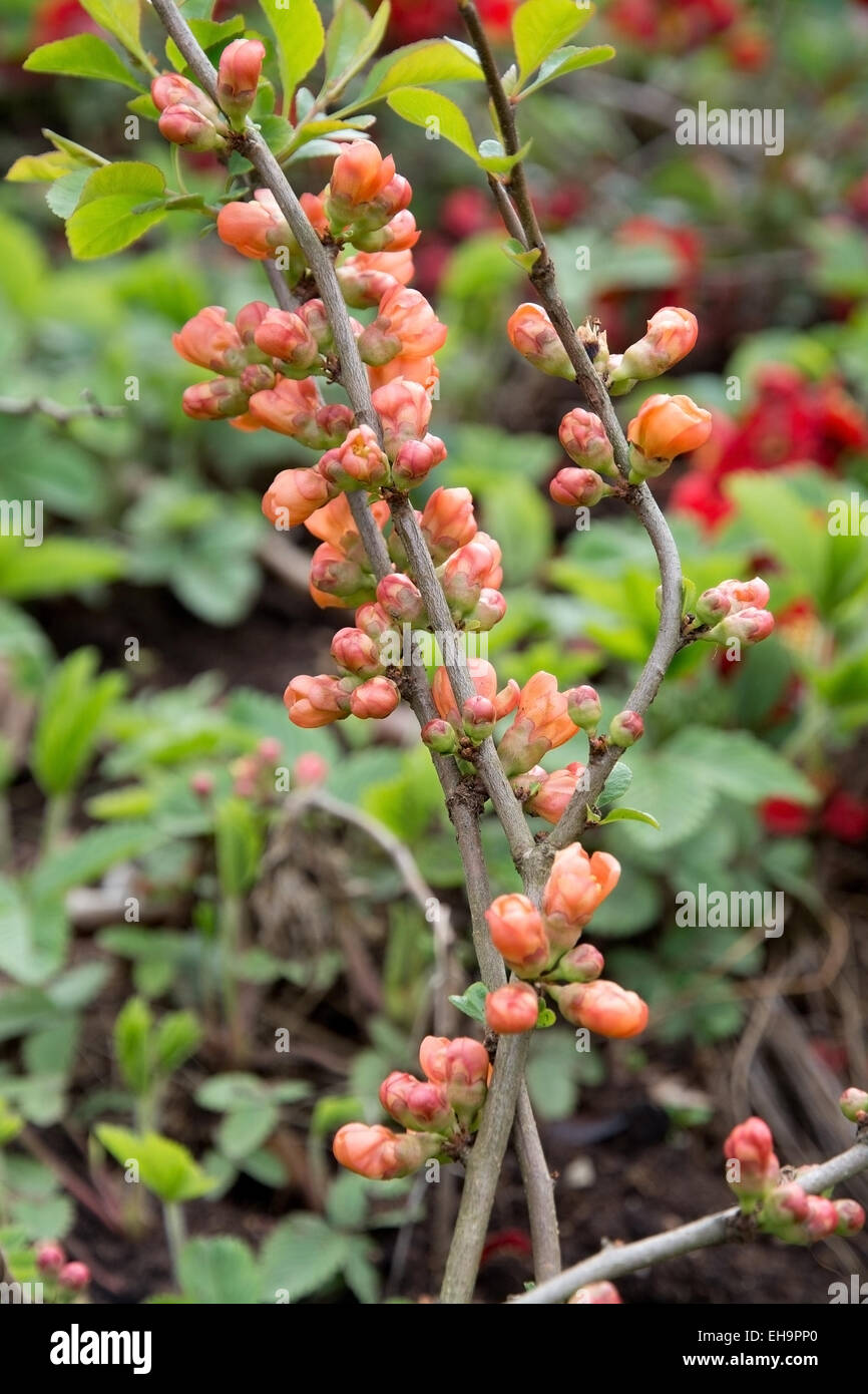 Bush mit orangen Blüten am Zweig im Mai in Stockholm, Schweden. Stockfoto