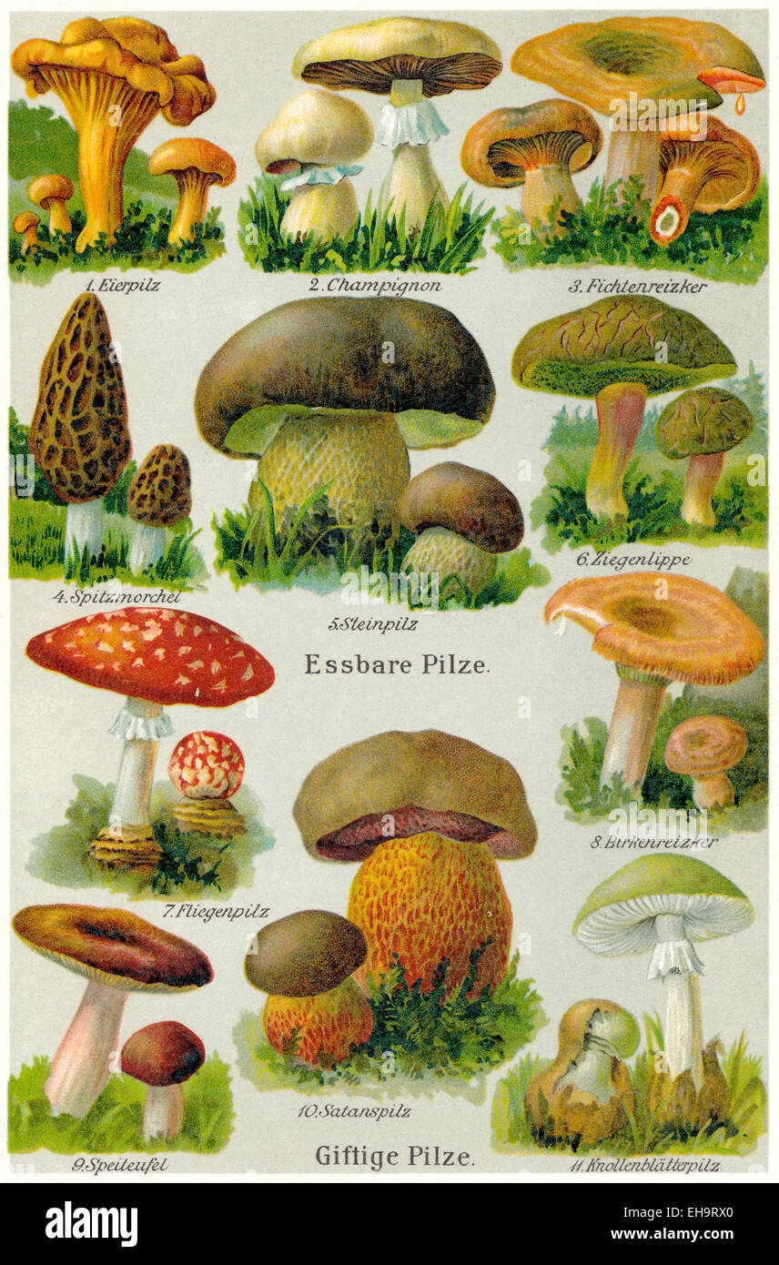 Essbare und giftige Pilze, Stockfoto