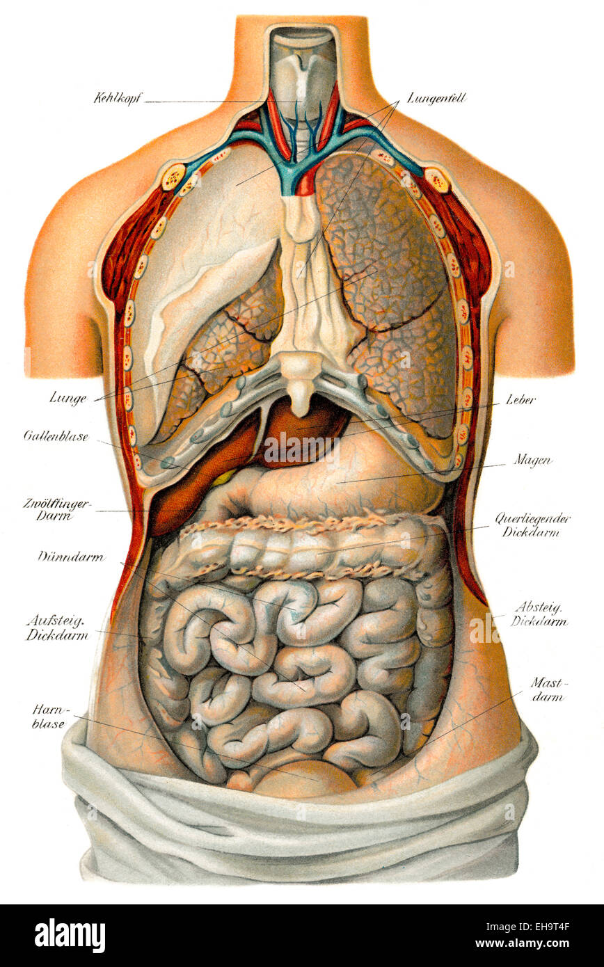 Thorakalen und abdominalen Organe, Gesundheit Ratgeber, 19. Jahrhundert, Stockfoto